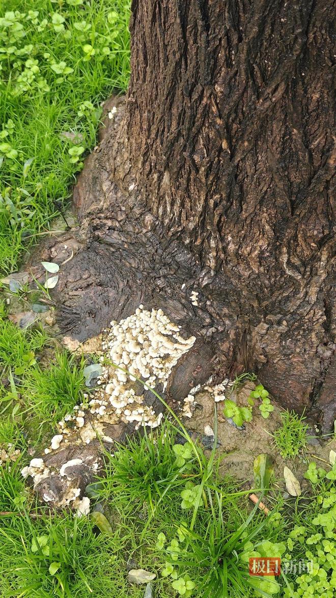 蘑菇大雁塔受潮城墙布满青苔气象局解释成因ky开元棋牌西安连续一个多月降雨遍地长(图1)