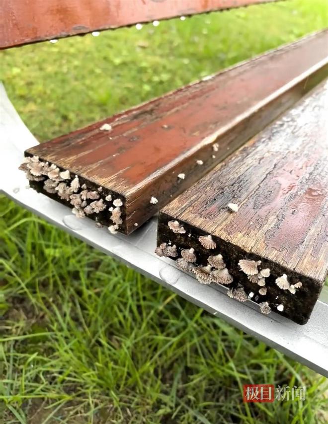 蘑菇大雁塔受潮城墙布满青苔气象局解释成因ky开元棋牌西安连续一个多月降雨遍地长(图4) 蘑菇大雁塔受潮城墙布满青苔气象局解释成因ky开元棋牌西安连续一个多月降雨遍地长(图4)