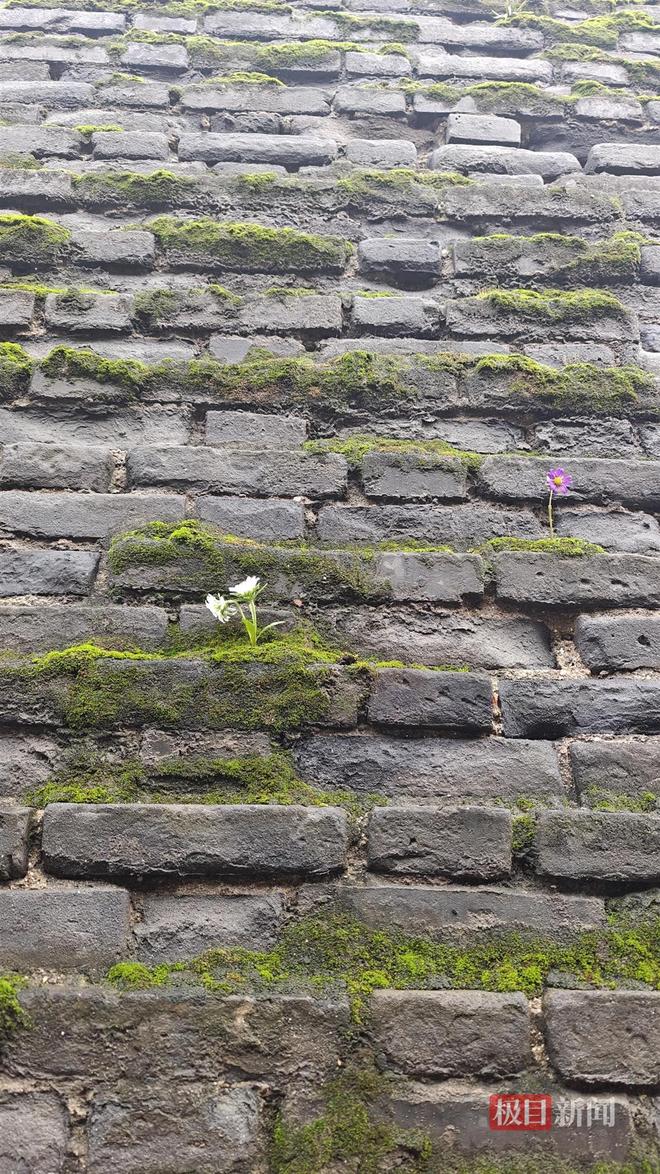 蘑菇大雁塔受潮城墙布满青苔气象局解释成因ky开元棋牌西安连续一个多月降雨遍地长(图5) 蘑菇大雁塔受潮城墙布满青苔气象局解释成因ky开元棋牌西安连续一个多月降雨遍地长(图5)